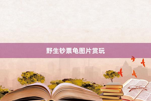野生钞票龟图片赏玩